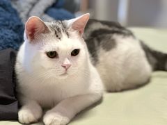-Bastet sally猫舍购宠(静安店)