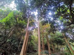 -火炉山森林公园