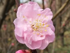 -三圣花乡旅游区