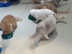 -藏猫猫咖啡主题馆(中央大道店)