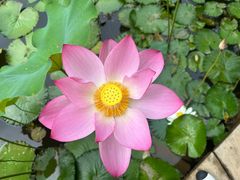 -曼听御花园