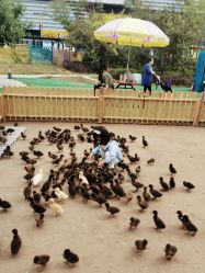 -萌宠亲子动物乐园(槐房万达店)