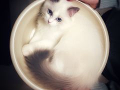 -Pets First伊珊娜洗护·精致美容·家庭式寄养(新会路店)