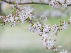 -上海辰山植物园
