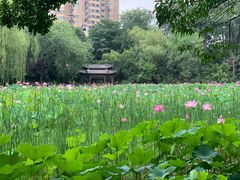 -莲湖公园