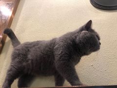 -more than meow吴止猫主题餐厅(承德 中船汇店)