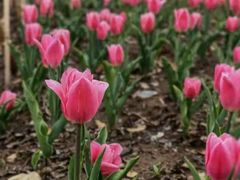 -鸡鸣汤包(广东路店)