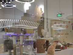 -COLOR PETS 撸猫馆·购猫·猫咖(长风大悦城店)