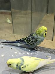 -神奇动物撸宠馆·羊驼·小浣熊·异宠(豫园店)