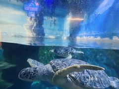 -烟台海昌鲸鲨海洋公园