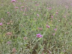 -羊亭河湿地公园