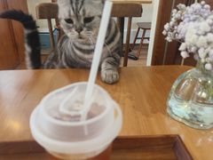 -有猫主题·治愈系猫咖(曾厝垵店)