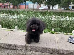 -沐沐家宠物(成寿寺店)