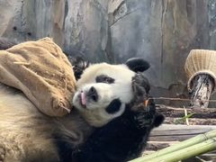 -青藏高原野生动物园