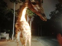 -清迈夜间动物园