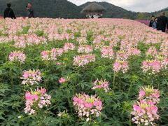 -径山花海