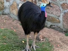 -西霞口神雕山野生动物世界