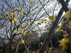 -香雪海