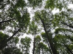 -山王坪喀斯特国家生态公园