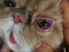 -纳吉亚猫专科动物诊疗中心(蒋宅口分院)