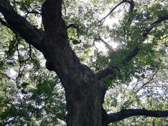 -上海佘山国家森林公园西佘山园