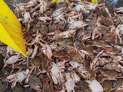 -芦潮港集贸市场