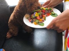 -百好乐宠物友好餐厅(朝外大街店)