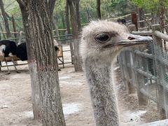 -青藏高原野生动物园