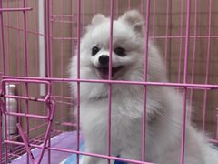 -米苏动物医院·犬猫专科·骨科外科内窥镜
