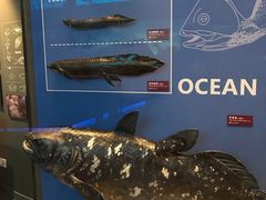 -贝林大翅鲸简餐厅(国家海洋博物馆店)