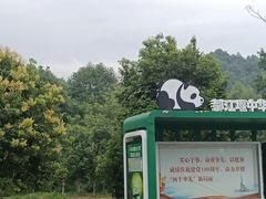 -都江堰中华大熊猫苑