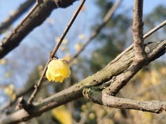 -三圣花乡旅游区