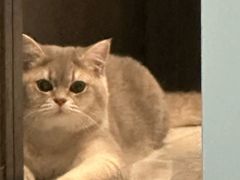 -欣宠猫屋·矮脚拿破仑·蓝金金渐层