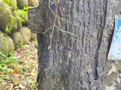 -永州阳明山国家森林公园