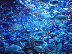 -成都浩海立方海洋公园