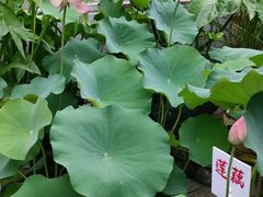 -荔湾湖公园