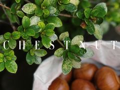 -阿男野栗王(金门路店)