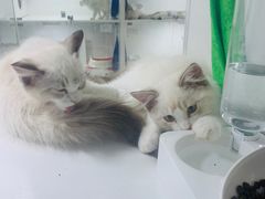 -李小姐の猫咖啡馆(五角场店)