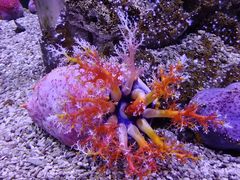 -太平洋海底世界