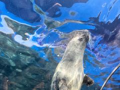 -上海海洋水族馆