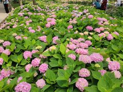 -上海共青森林公园