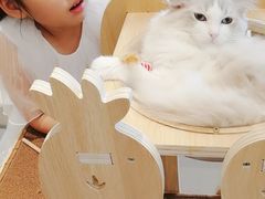 -飞行喵MR PILOT|猫舍·猫咖(静安大融城店)