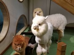 -藦茜花园宠物主题亲子互动体验馆(国顺东路店)