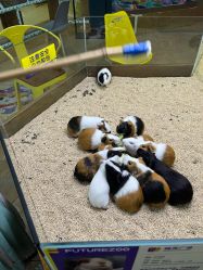 -未来动物城主题公园(正弘城店)