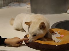 -柴务处·柴犬主题狗咖