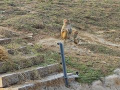 -石家庄市动物园