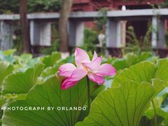 -四川大学(望江校区)