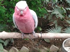 -南宫五洲植物乐园