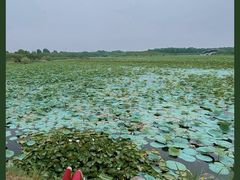 -上海海湾国家森林公园
