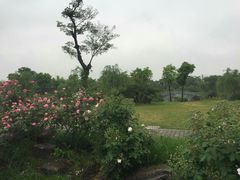 -鹅湖玫瑰文化园